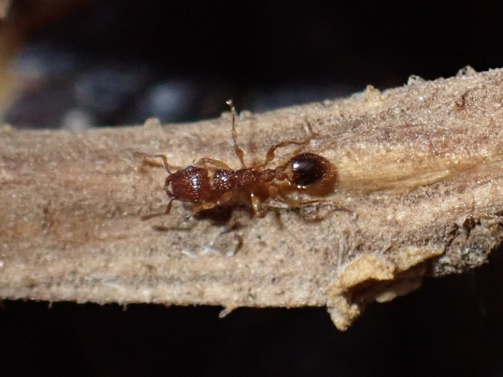 Hormiga asiática bicolor