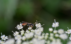 Tryphoninae