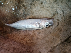 Trachurus