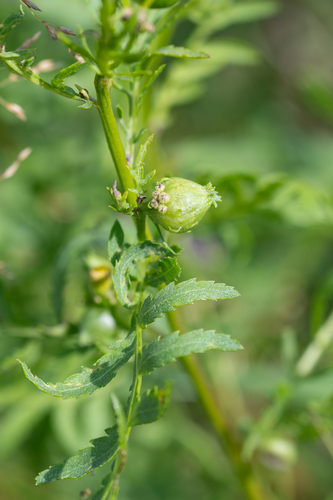 Tansy Flask Gall, photo 3 of 10