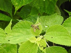 Mallota curvigaster