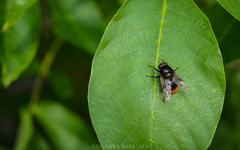 Volucella bombylans