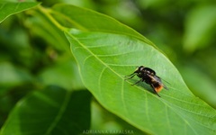 Volucella bombylans
