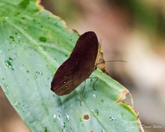 Faunis canens arcesilas