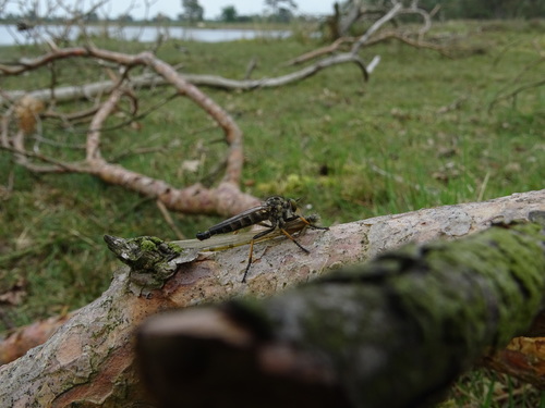 Common Awl Robber Fly, 8426 SJ Wateren, Nederland, photo 7 of 10