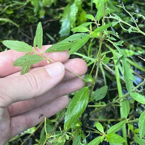 Image of Acalypha gracilens by no rights reserved