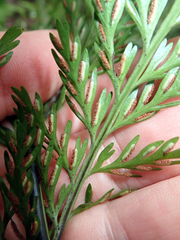 Asplenium × lucrosum