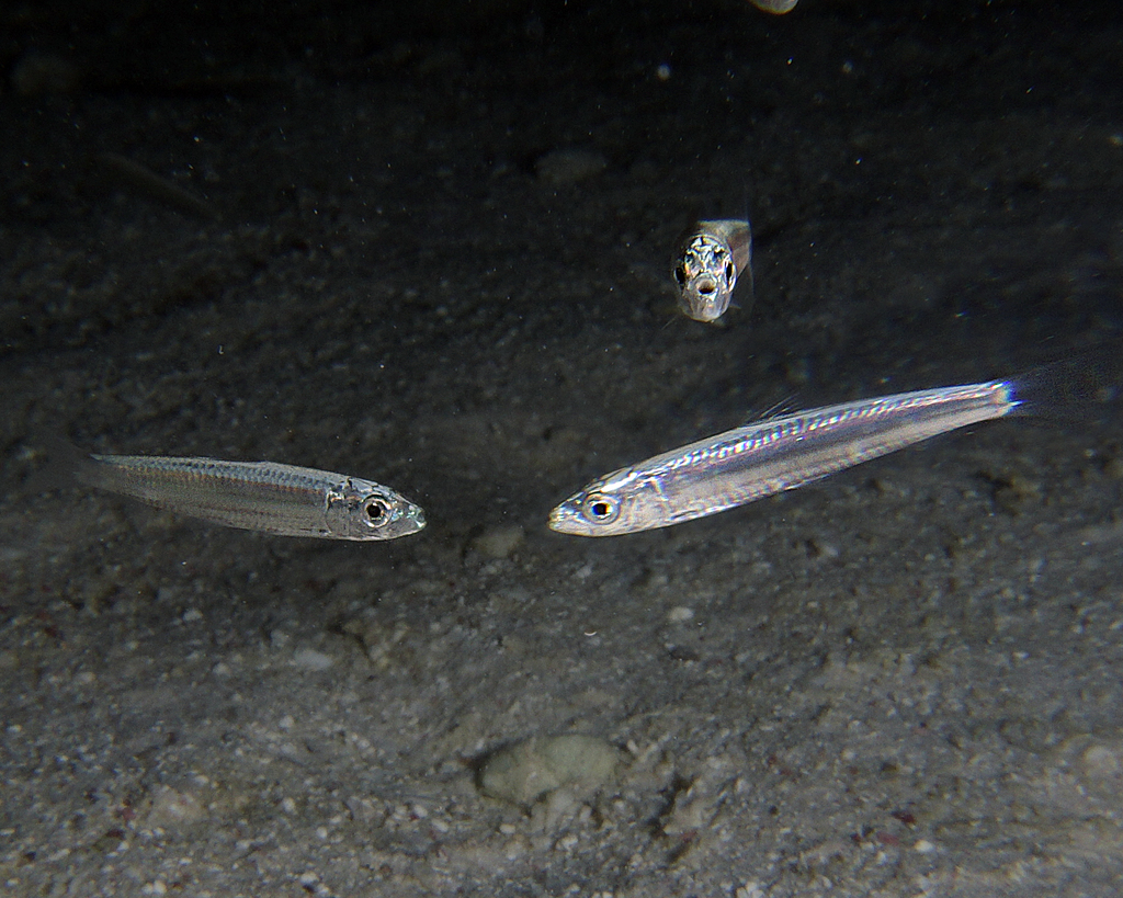 Banded blue sprat (Spratelloides gracilis) — Clupeidae