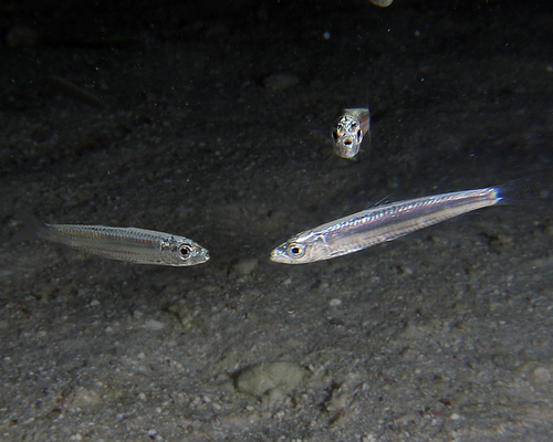 Banded blue sprat (Spratelloides gracilis) — Clupeidae