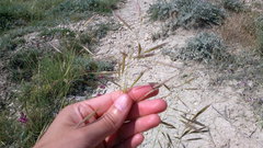 Bromus riparius