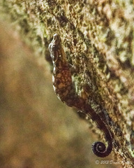 Cnemaspis peninsularis