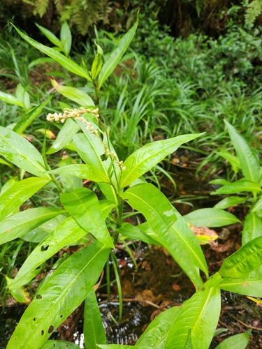 Persicaria glabra observed 2024-07-25