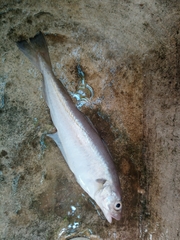 Merlangius merlangus