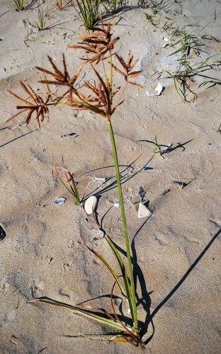 Cyperus rotundus iNat (3)