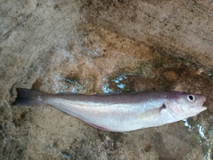 Merlangius merlangus