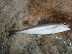 Merlangius merlangus