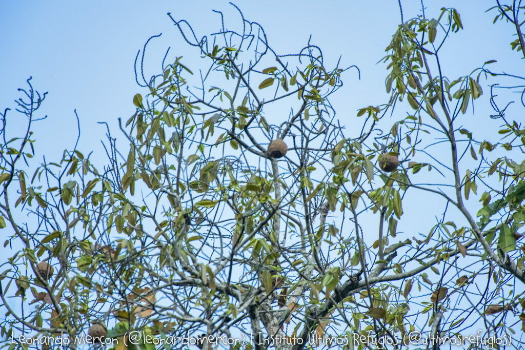 Imagem de Castanha-do-pará