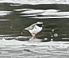 Thinornis novaeseelandiae