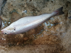 Merlangius merlangus