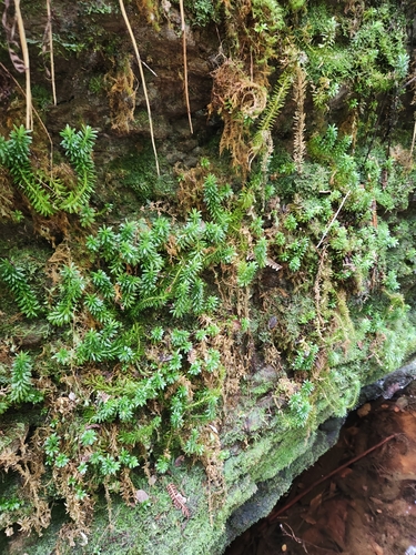Huperzia serrata observed 2024-07-25