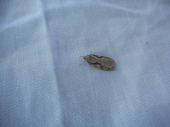 Semioscopis