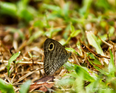 Ypthima horsfieldii humei