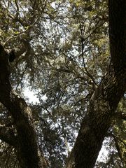 Quercus ilex