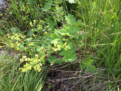 Alchemilla glomerulans