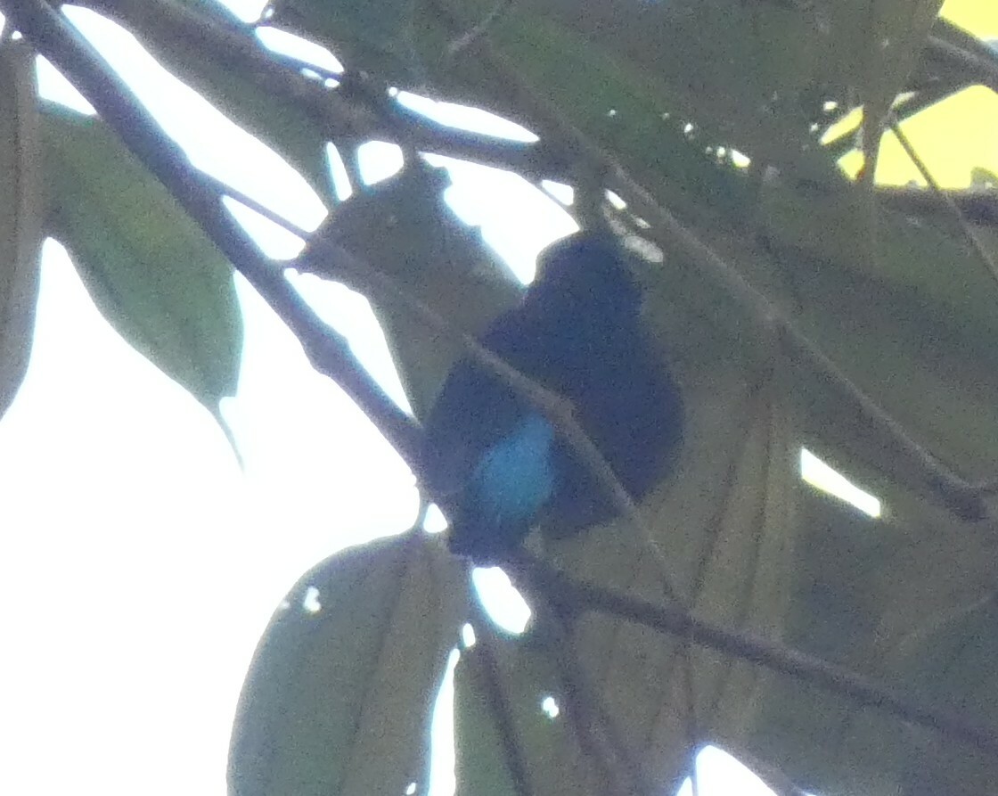 White-fronted Manakin (Lepidothrix serena), photo 7