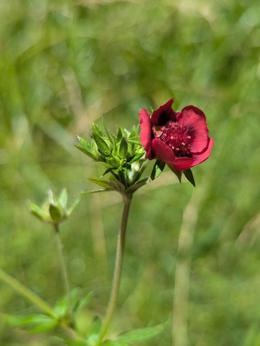 Image of Potentilla thurberi by (c) Rachel Stringham, some rights reserved (CC BY)