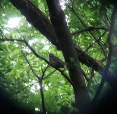 Hypsipetes amaurotis