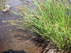 Carex nigra juncea