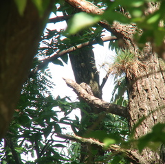 Yungipicus canicapillus