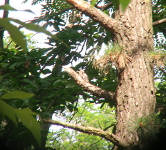 Yungipicus canicapillus