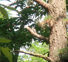 Yungipicus canicapillus