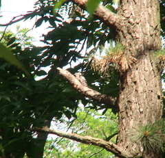 Yungipicus canicapillus