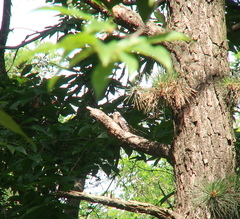 Yungipicus canicapillus