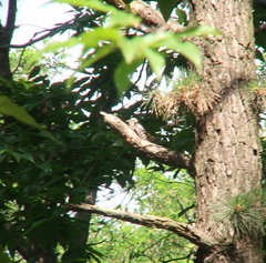 Yungipicus canicapillus