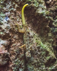 Cnemaspis peninsularis