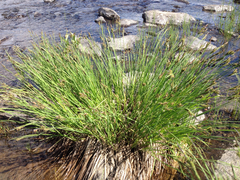 Carex nigra juncea