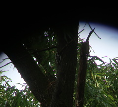 Yungipicus canicapillus