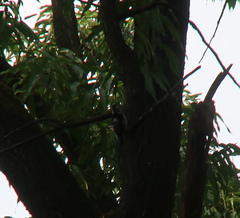 Yungipicus canicapillus