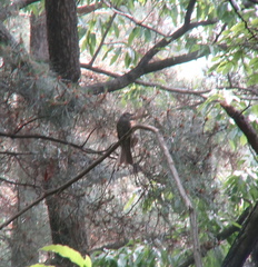 Hypsipetes amaurotis