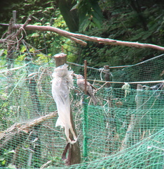 Hypsipetes amaurotis