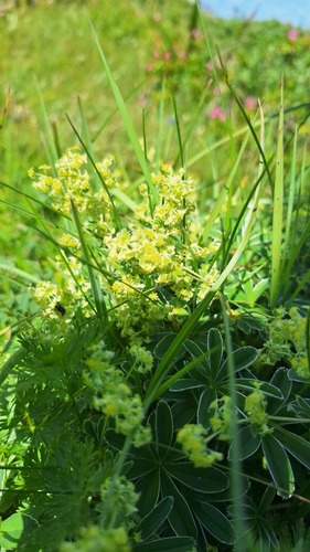 Limestone Alp Lady's Mantle (Alchemilla alpigena)