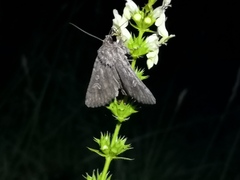 Dichagyris forcipula