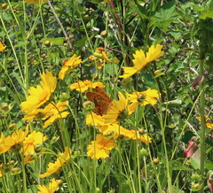 Argynnis sagana