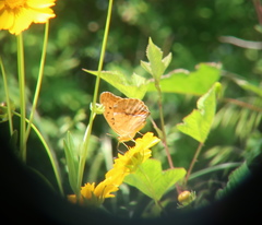 Argynnis sagana