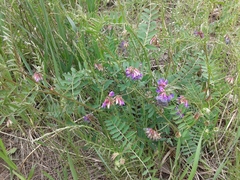 Vicia nervata