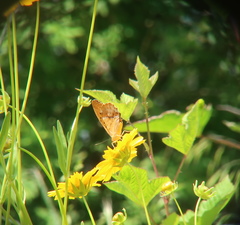 Argynnis sagana